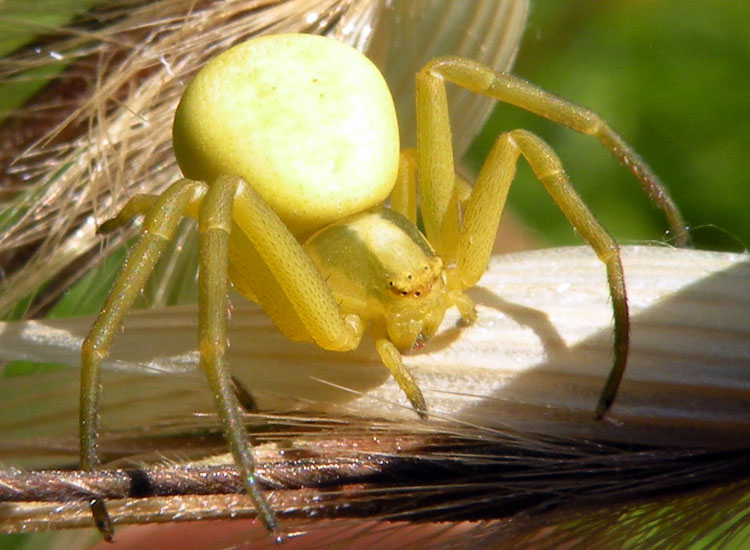 Misumena vatia